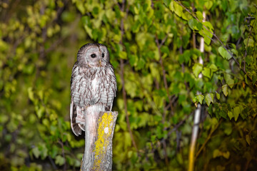 Puszczyk (Strix aluco)