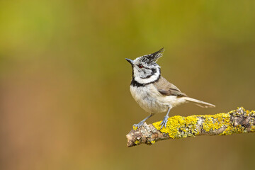 Czubatka (Lophophanes cristatus)  © Grzegorz