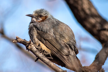 Close-up of a bird perched on a branch