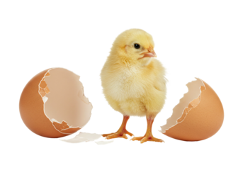 Newborn chick emerging from broken eggshell