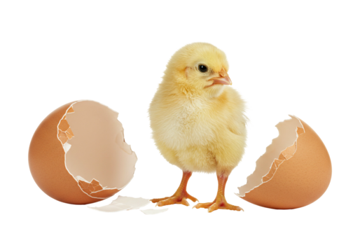Newborn chick emerging from broken eggshell