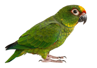Parrot with green and yellow feathers isolated on transparent background