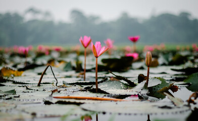 Soft morning mist and a single lotus bloom tell the story of tranquility in Bangladesh’s countryside wetlands.