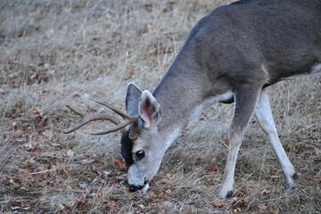 deer in the woods