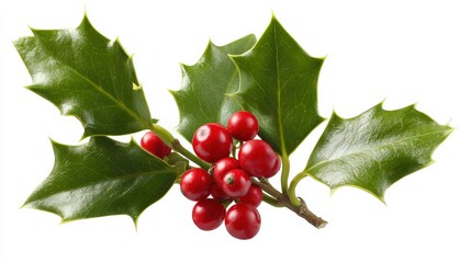 Holly branch with red berries and green leaves natural arrangement