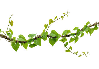 Vine with green leaves illustration for graphic design