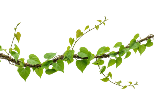 Vine with green leaves illustration for graphic design