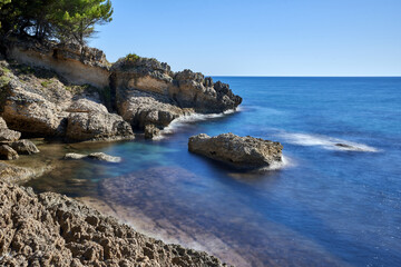 A coniferous stone pine tree on a rocky cliff on the Adriatic coast