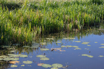 Green water lily leaves on the surface of a lake among reeds in summer. The shore of a forest lake.
