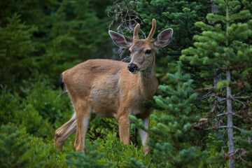Obraz premium Baby Deer