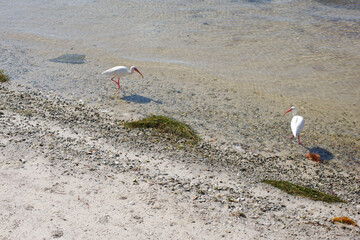 Two White Egrets On a Seashore With Clear Water, Seaweed, and Gentle Waves St. Petersburg, Tampa...