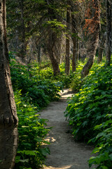 Tall Thimbleberry Bushes Flank Wide Trail In Glacier