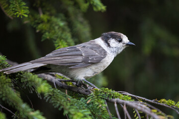 Canada Jay