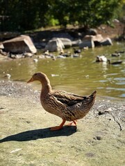 Eco-friendly lifestyle symbolized by a duck near water.