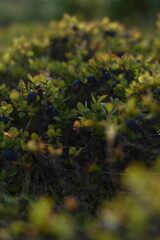 blueberries, berries with depth of field, green, yellow, orange, autumn colors,