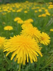 Field of yellow dandelions in bloom during spring