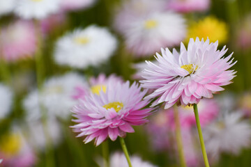 Fototapeta premium Two Blooming Daisies Side by Side