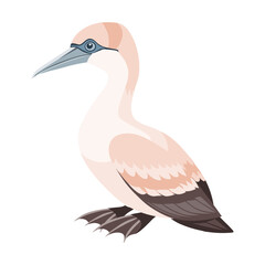 Gannet seabird isolated on white background. Fauna. Illustration.