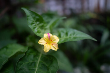 Mirabilis jalapa, known as Marvel of Peru or Four O'clock Flower, features vibrant, fragrant blooms that open in the late afternoon, bringing color and scent to gardens.