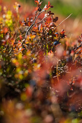 red autumn leaves, with wild berries in autumn, ready to eat directly from the bushes with strong colorful leaves