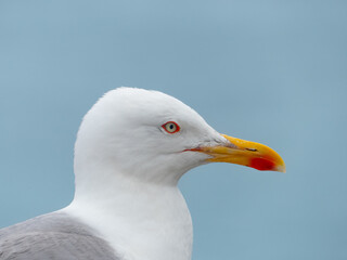 Yellow-legged gull close-up portrait, Larus michahellis, seabird photography with blue background