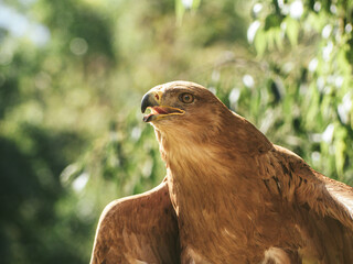 Majestic eagle close-up portrait, brown raptor bird of prey in natural habitat, wildlife photography