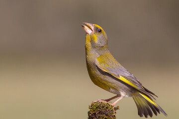 Common Chaffinch on a branch