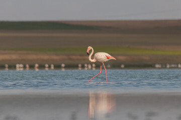 Greater Flamingo floating on the lake