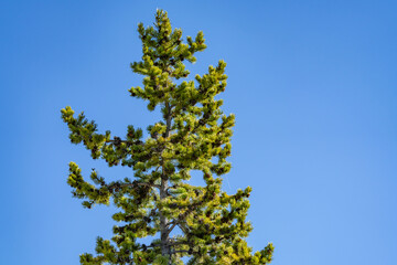 The Pinaceae or pine family, are conifer trees or shrubs, including many of the well-known conifers of commercial importance. Yellowstone National Park, Wyoming