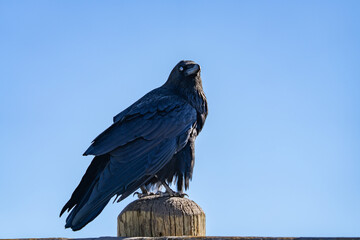 The common raven or northern raven (Corvus corax) is a large all-black passerine bird. Grand View, Grand Canyon of the Yellowstone North Rim Drive. Yellowstone National Park , Wyoming. 