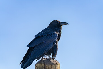 The common raven or northern raven (Corvus corax) is a large all-black passerine bird. Grand View, Grand Canyon of the Yellowstone North Rim Drive. Yellowstone National Park , Wyoming. 