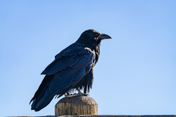 The common raven or northern raven (Corvus corax) is a large all-black passerine bird. Grand View, Grand Canyon of the Yellowstone North Rim Drive. Yellowstone National Park , Wyoming. 
