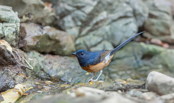 Close-up side view of a White-rumped Sharma (Copsychus malabaricus) standing on rocks by a stream, Kaeng Krachan, Phetchaburi Province, Thailand