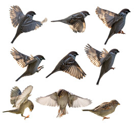 Fototapeta na wymiar isolated nine Eurasian tree sparrows collection