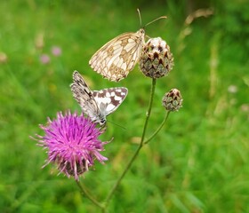 Two butterflies on wildflowers