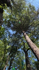 Fototapeta premium trees and sky