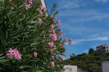 Blooming pink oleander flowers on green branches against blue sky and hillside houses in the distance.
