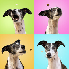 Whippet dog showing funny expressions while trying to catch falling treats