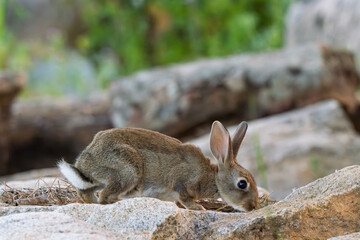 Wild Rabbit Foraging on a Textured Rock
