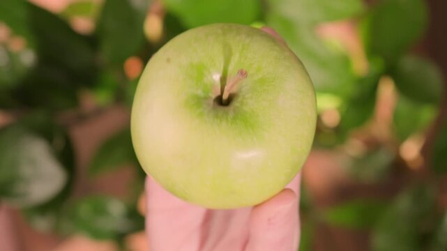 Green apple in human hand showing fruit top view