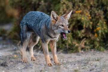 Pampas Grey fox in Pampas grass environment, La Pampa province, Patagonia, Argentina.