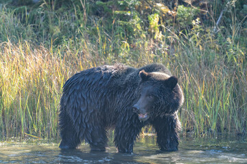 The brown bear (Ursus arctos) is a large bear native to Eurasia and North America. Firehole River,...