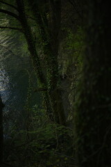 rain forest in the morning with a dark and mystic mood