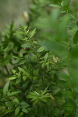green leaves in the garden