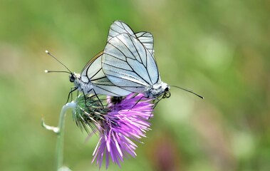 Black veined white butterflies couple