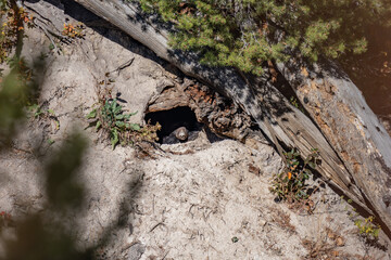 Brown bear (Ursus arctos) in a cave. Yancy Creek, near Tower Junction. Yellowstone National Park, Wyoming.


