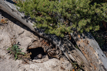 Brown bear (Ursus arctos) in a cave. Yancy Creek, near Tower Junction. Yellowstone National Park, Wyoming.


