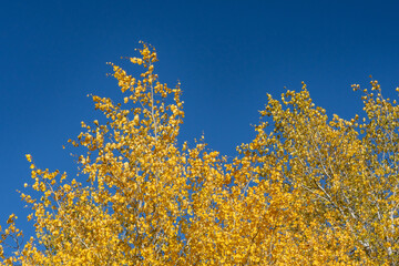 Populus tremuloides is a deciduous tree, quaking aspen, trembling aspen, American aspen.  Mule Deer Road, West Yellowstone, Montana