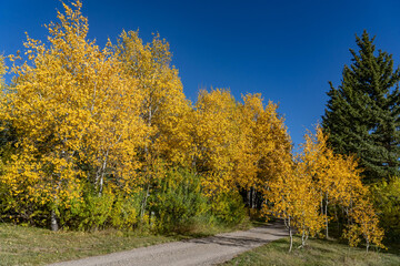 Populus tremuloides is a deciduous tree, quaking aspen, trembling aspen, American aspen.  Mule Deer Road, West Yellowstone, Montana. The Pinaceae or pine family.