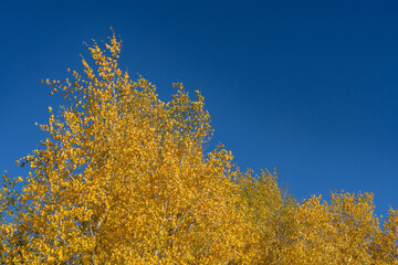 Fototapeta premium Populus tremuloides is a deciduous tree, quaking aspen, trembling aspen, American aspen. Mule Deer Road, West Yellowstone, Montana